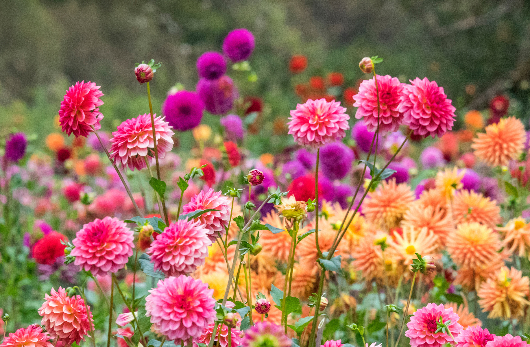 How to Grow Dahlias